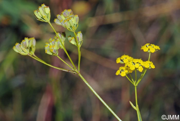 Bupleurum falcatum