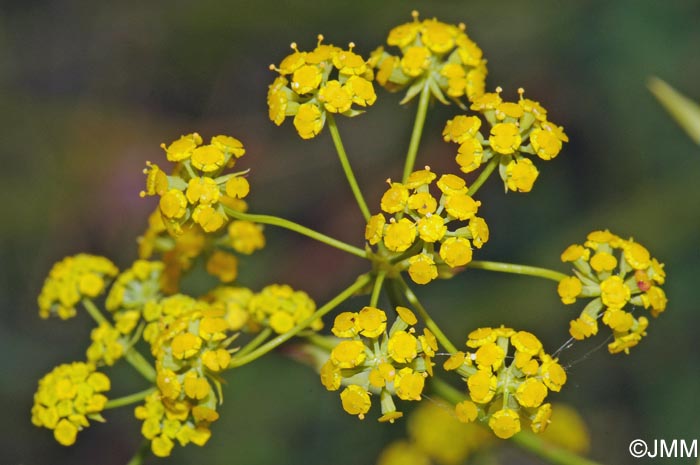 Bupleurum falcatum