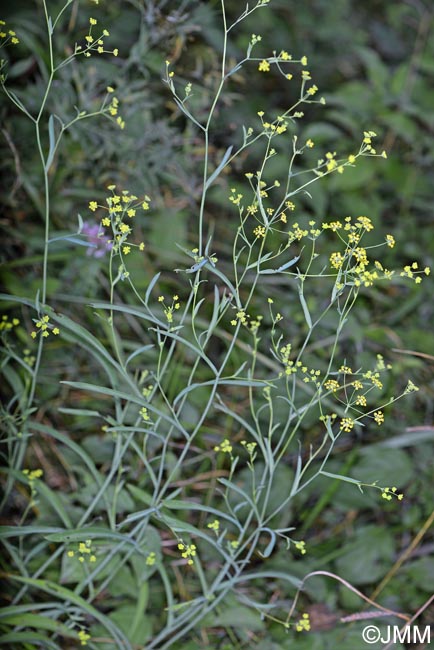 Bupleurum falcatum