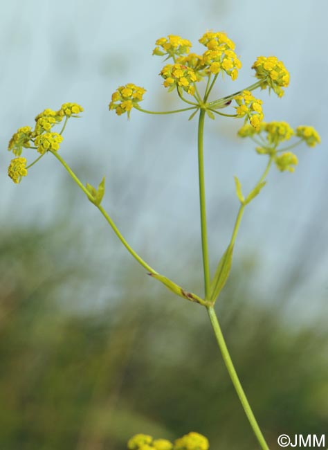 Bupleurum falcatum