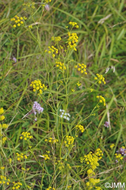 Bupleurum falcatum