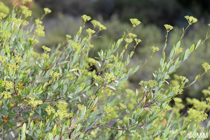 Bupleurum fruticosum