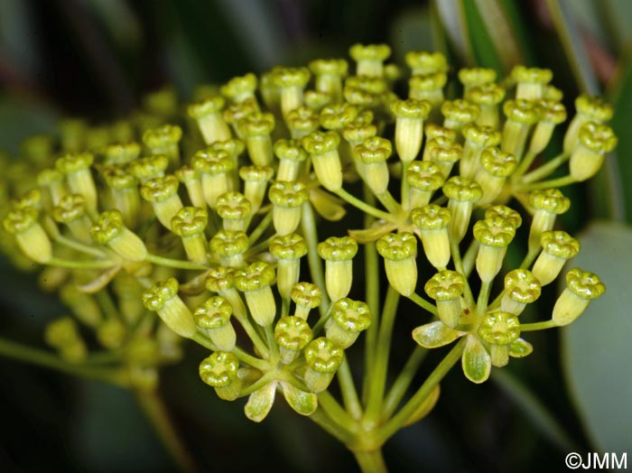 Bupleurum fruticosum