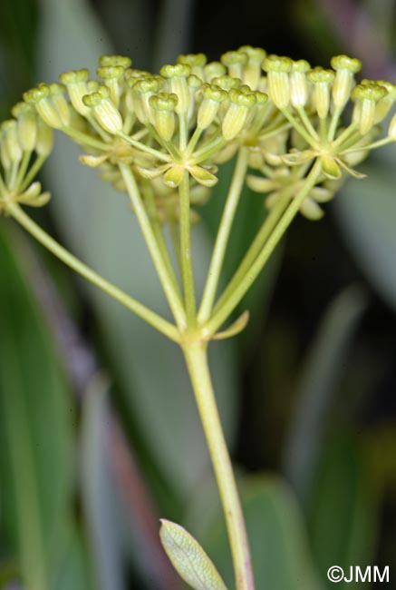 Bupleurum fruticosum