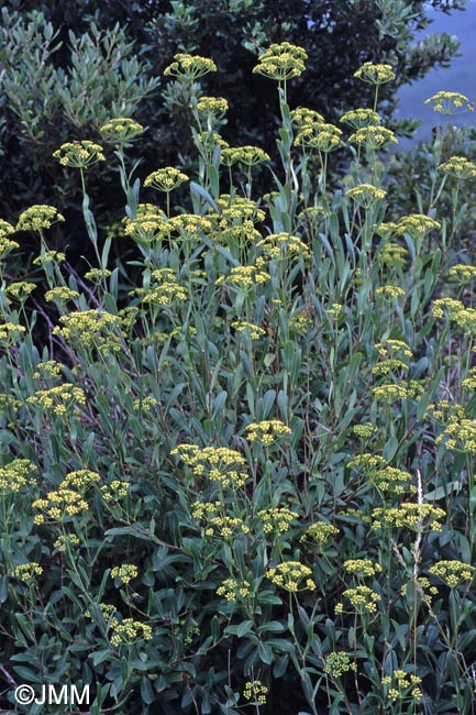 Bupleurum fruticosum