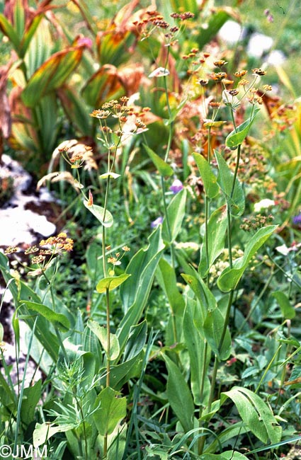 Bupleurum longifolium