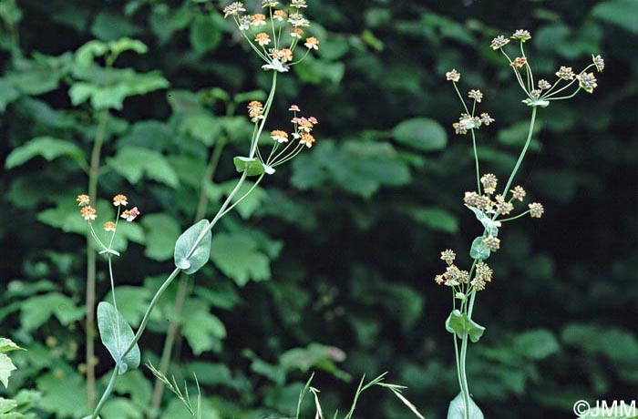 Bupleurum longifolium