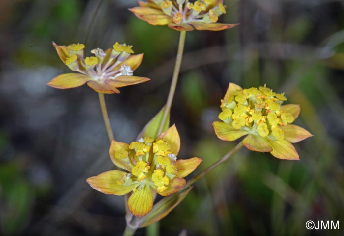 Bupleurum ranunculoides