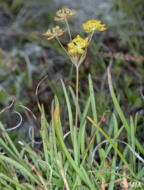 Bupleurum ranunculoides