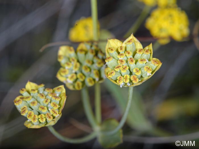 Bupleurum ranunculoides