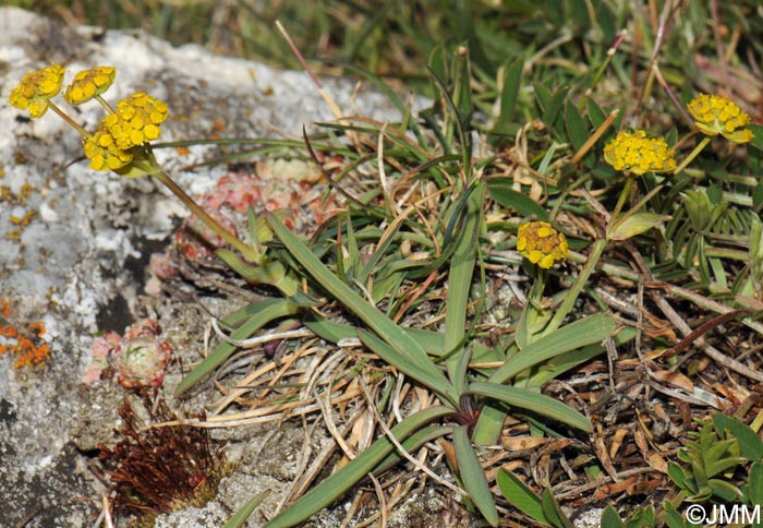 Bupleurum ranunculoides