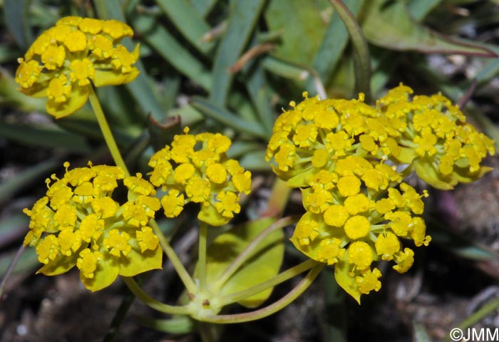 Bupleurum ranunculoides