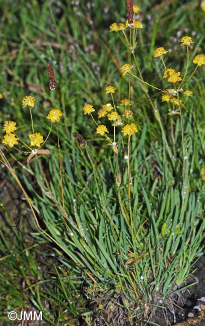 Bupleurum ranunculoides