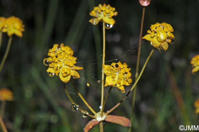 Bupleurum ranunculoides