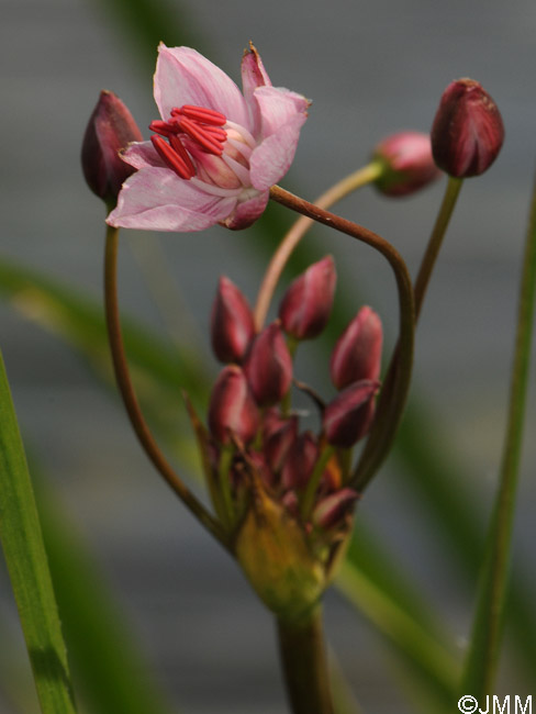 Butomus umbellatus