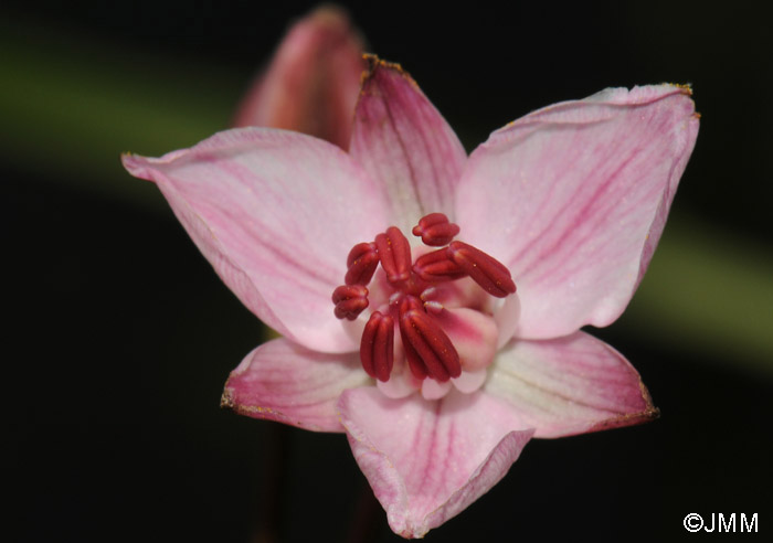 Butomus umbellatus