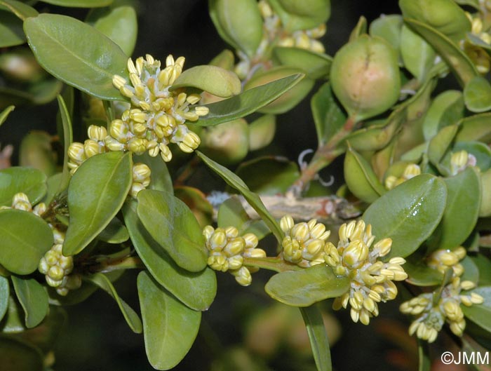 Buxus sempervirens