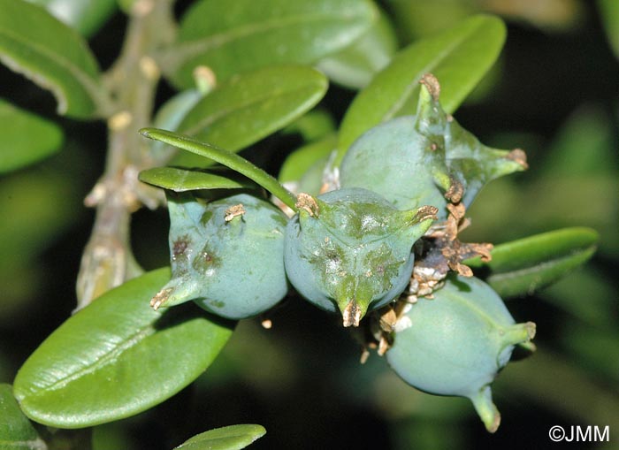 Buxus sempervirens