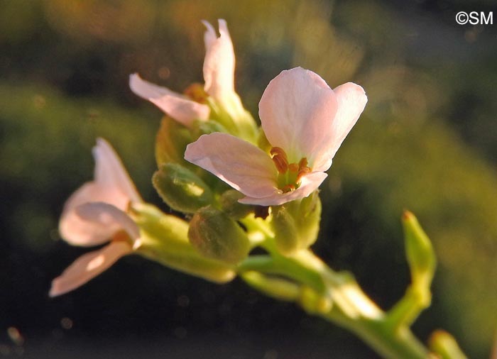 Cakile maritima