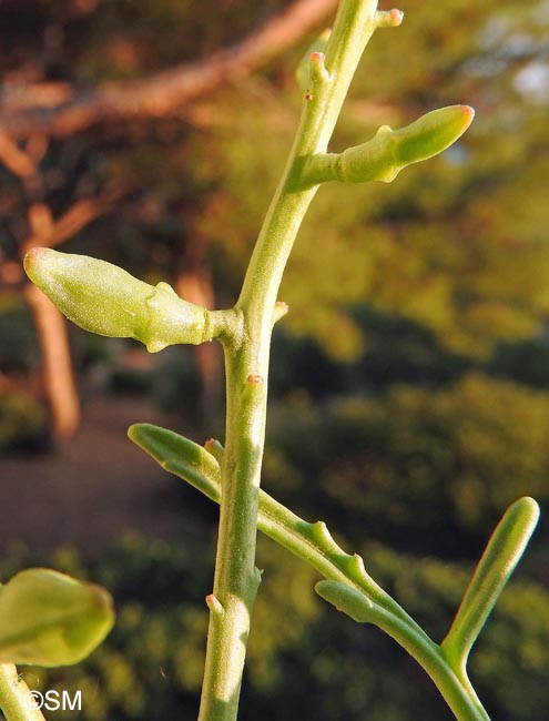 Cakile maritima