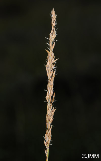 Calamagrostis stricta