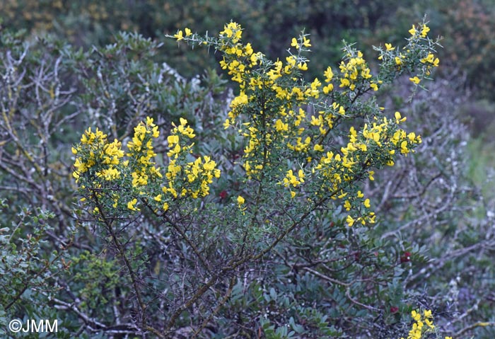 Calicotome villosa = Cytisus laniger
