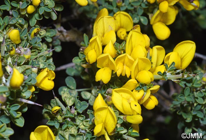Calicotome villosa = Cytisus laniger