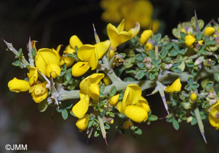 Calicotome villosa = Cytisus laniger