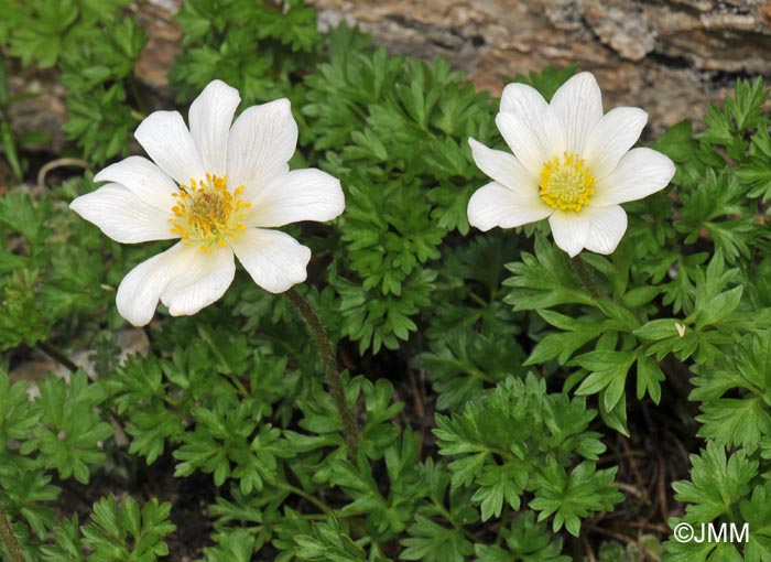 Callianthemum coriandrifolium