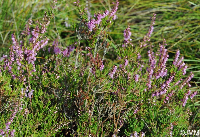 Calluna vulgaris