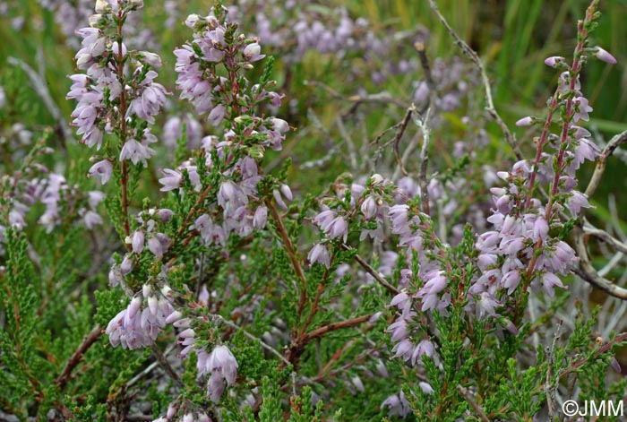 Calluna vulgaris