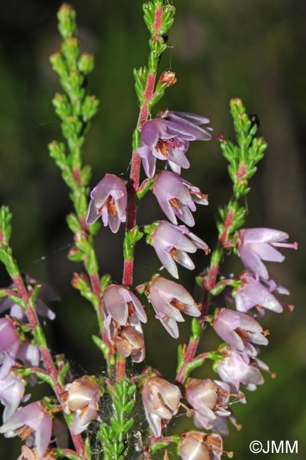 Calluna vulgaris