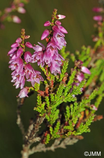 Calluna vulgaris