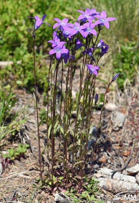 Campanula patula subsp. abietina = Campanula abietina