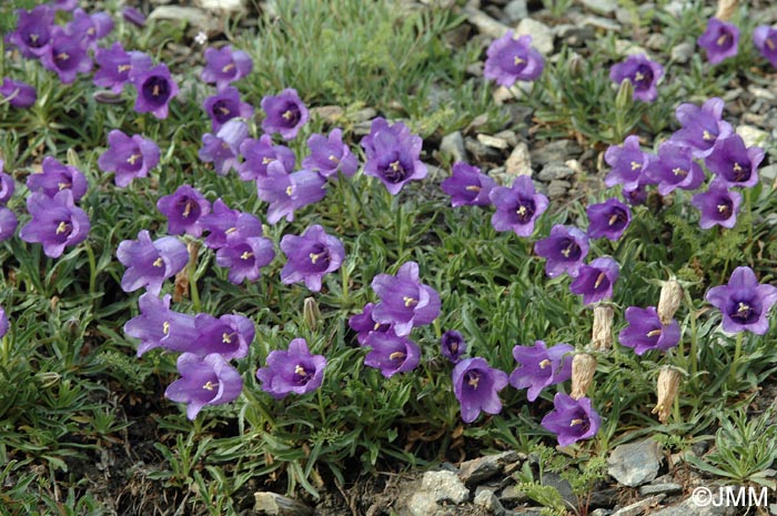 Campanula alpestris