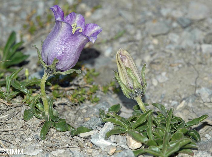 Campanula alpestris