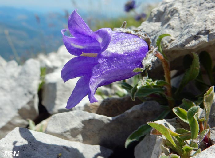 Campanula alpestris