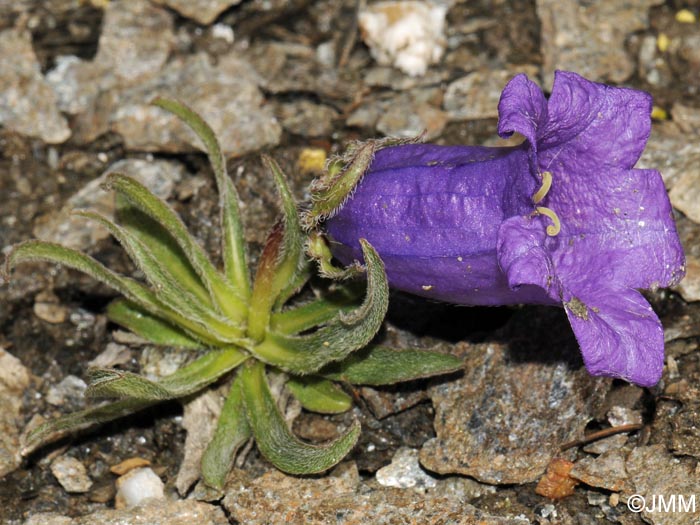 Campanula alpestris