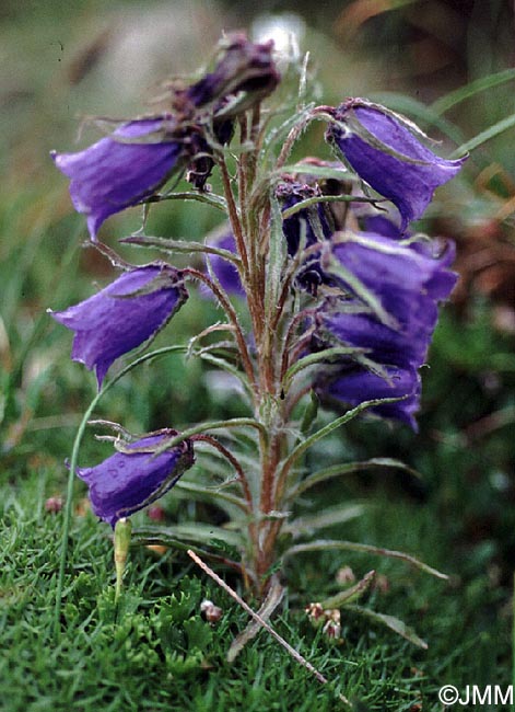 Campanula alpina