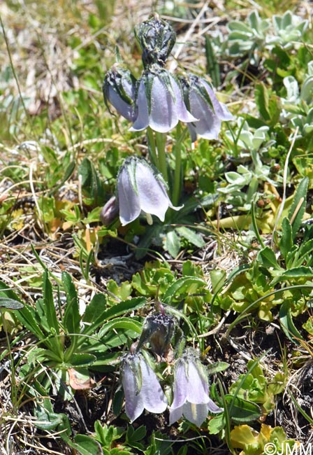 Campanula alpina