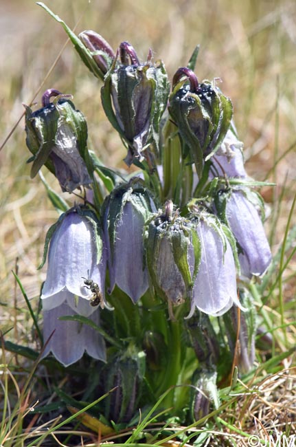 Campanula alpina