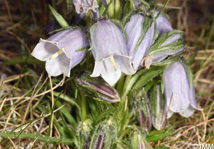 Campanula alpina