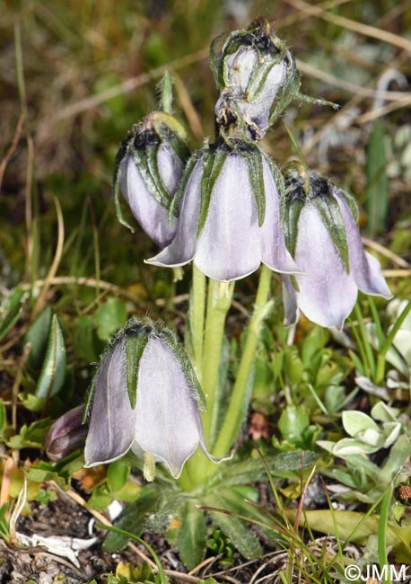 Campanula alpina