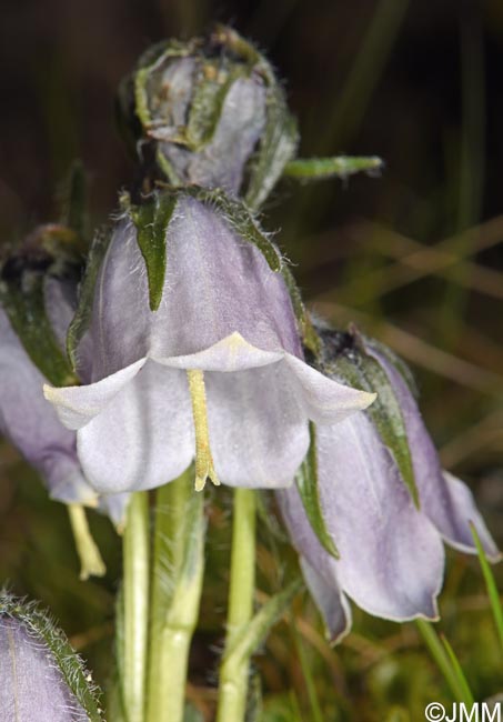 Campanula alpina