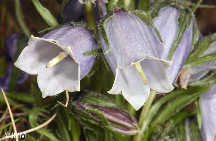 Campanula alpina