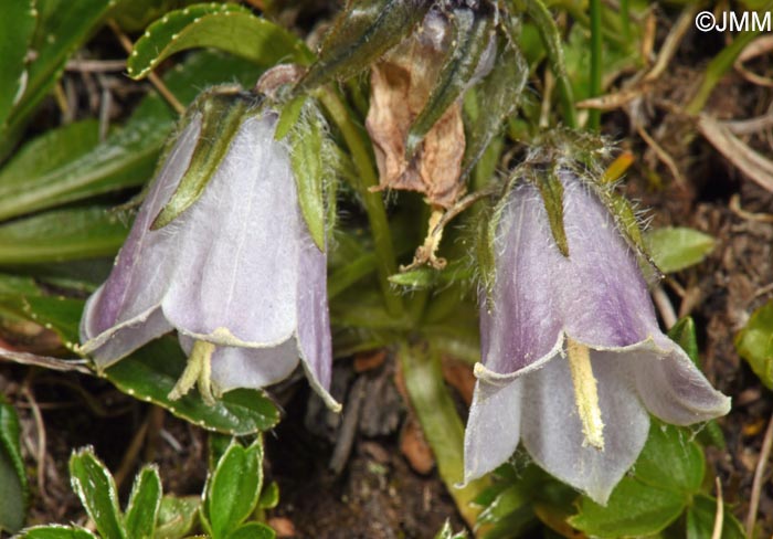 Campanula alpina