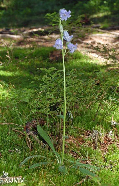 Campanula barbata