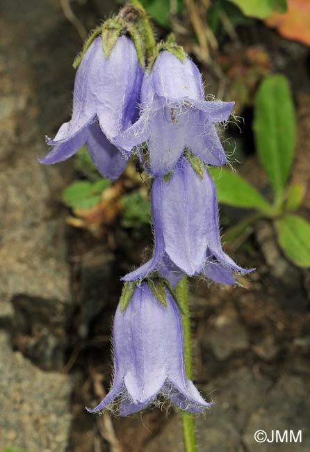 Campanula barbata