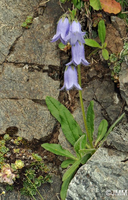 Campanula barbata