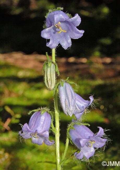 Campanula barbata